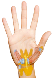 ps-hand ps-hand